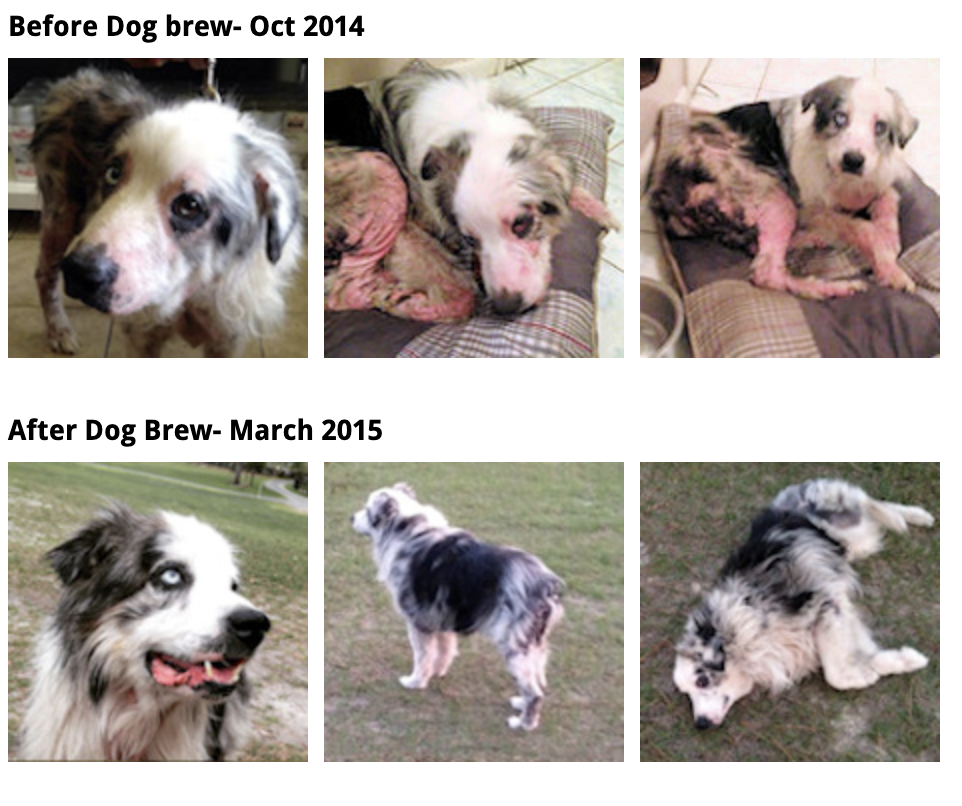 Dog - Before and After Photographs