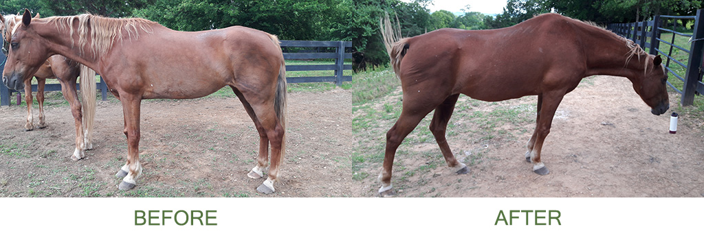 Horse - Before & After